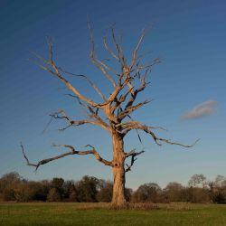 Claverton Field Dead Tree, Richard Ford