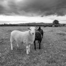 Sheep Near Santon, Richard Ford